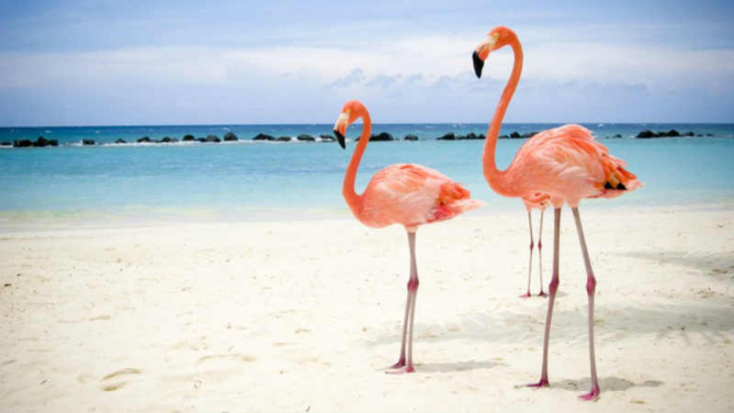 Burung Flamingo