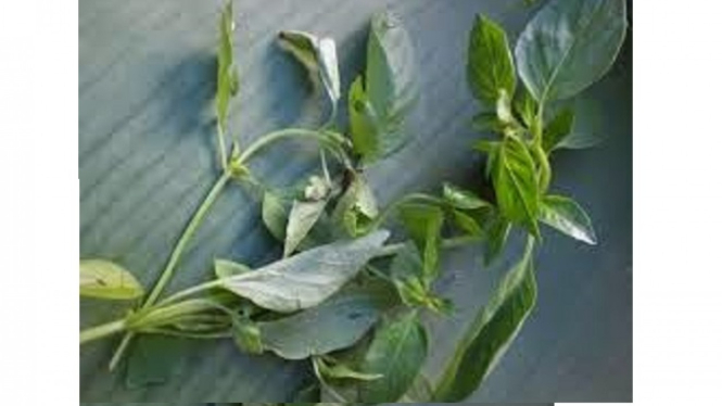 Daun kemangi.