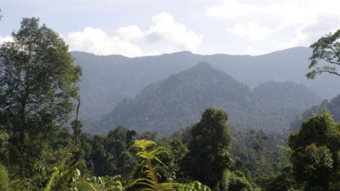 Ilustrasi hutan
