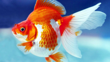 Ilustrasi ikan mas koki