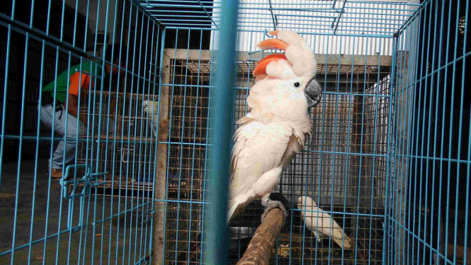 Kakatua Jambul Oranye