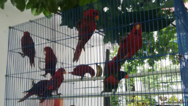 Burung Nuri yang disita oleh BKSDA Kalimantan Barat