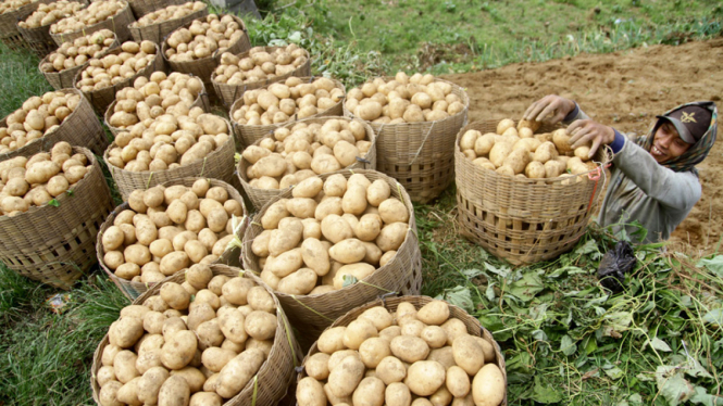 Panen Kentang di Dieng