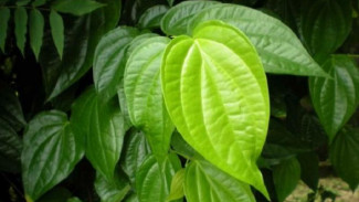 Lima Manfaat Daun Sirih yang Jarang Diketahui
