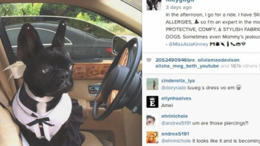Lady Gaga desain busana untuk anjing peliharaan