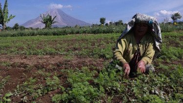 aktivitas pengungsi sinabung
