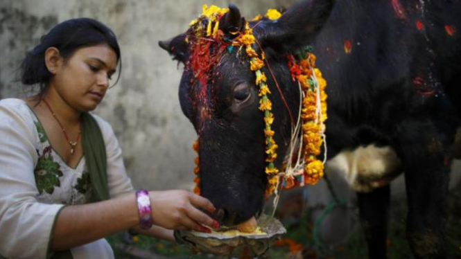 Sapi di India adalah hewan suci yang dikeramatkan.