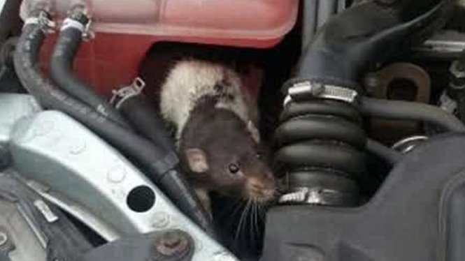 Tikus di mesin mobil.
