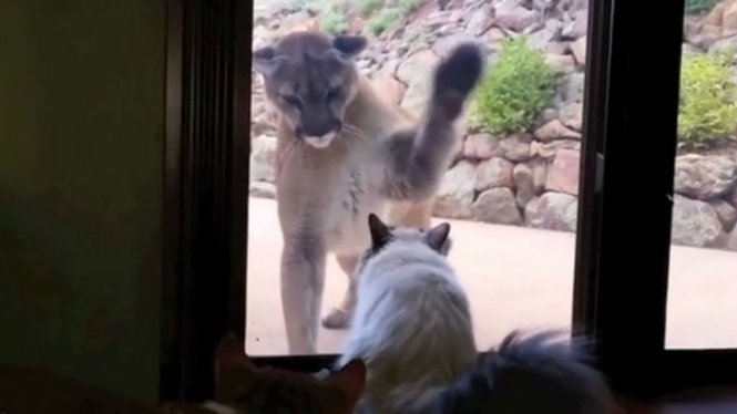 Kucing versus Singa