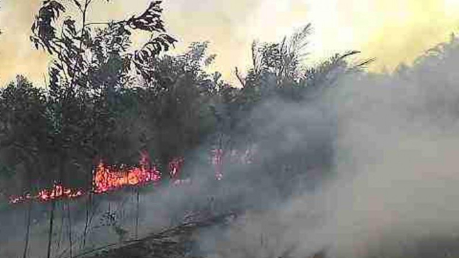 Kebakaran Hutan di Pekanbaru