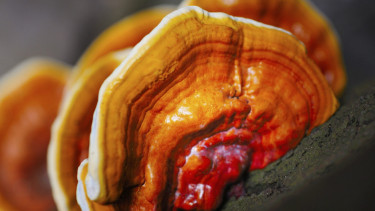 Jamur Ganoderma lucidum