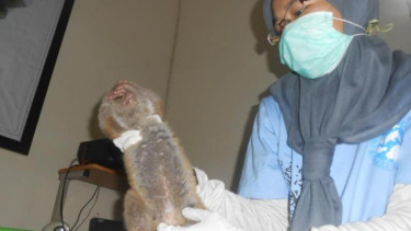 Kukang Kalimantan Terancam Punah