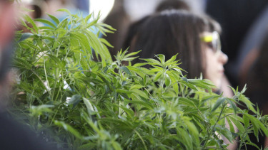 Ilustrasi ganja.