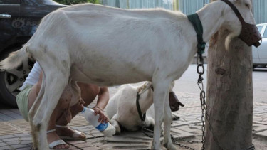 Cara baru jual susu kambing segar.
