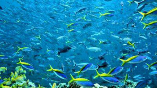 Biodivesitas laut Indonesia