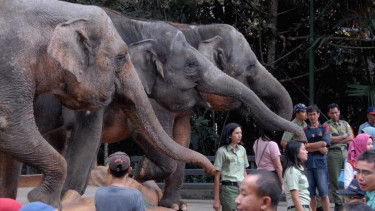 Gajah Taman Safari Indonesia