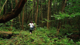 Misteri Aokigahara Hutan Indah Tempat Bunuh Diri