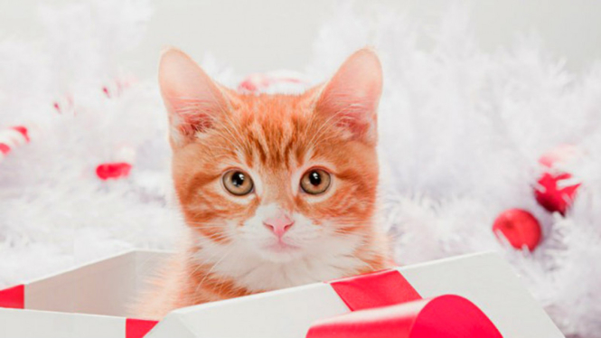Ilustrasi kucing