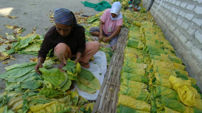 petani tembakau