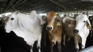 Ilustrasi sapi.