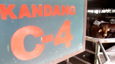Mogok Pedagang Daging Sapi Berimbas Pada Aktifitas RPH