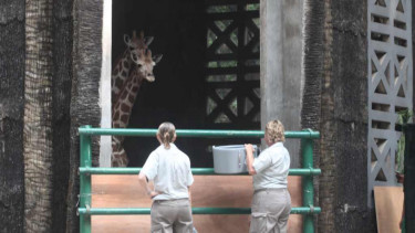Dua jerapah dari Australia tiba di Kebun Binatang Ragunan