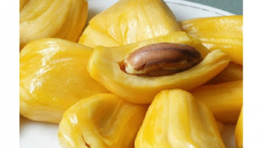 Biji buah nangka.