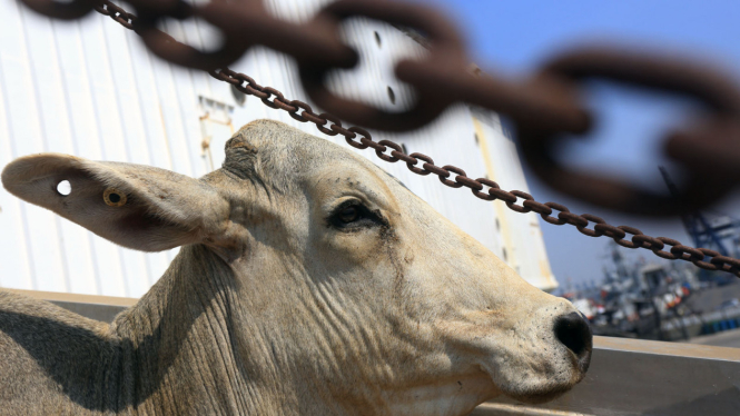 Jaga Stabilitas Pangan, Pemerintah Impor 50 ribu Ekor Sapi
