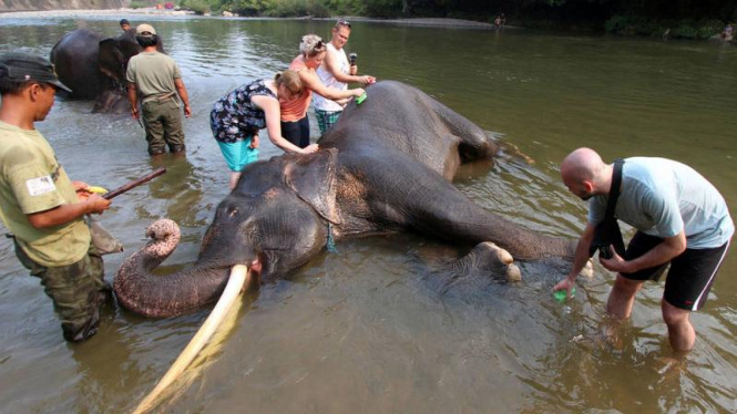 Habitat gajah sumatera di Indonesia
