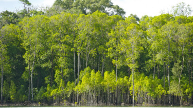 Ujung Kulon