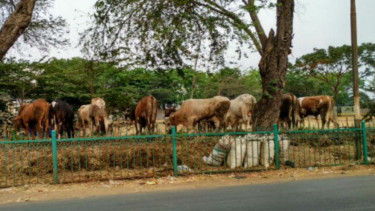 Penjualan hewan kurban di pinggir jalan. 