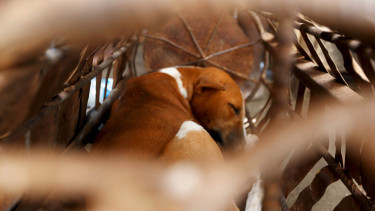 Ritual Korban Anjing Untuk Dewa Besi Ogun