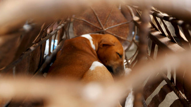 Ritual Korban Anjing Untuk Dewa Besi Ogun