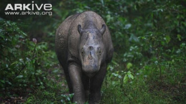 Badak betina menyusuri belantara Sumatera (Photo by Cyril Ruosso)
