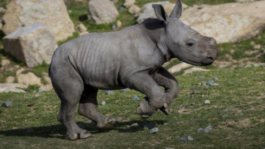 Seekor badak bayi yang tampak senang