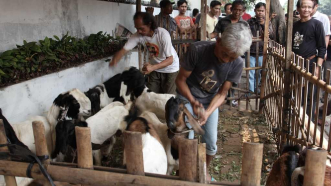 Pedagang Hewan Kurban di Tanah Abang