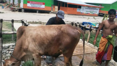 Pengungsi Rohingya Terima 45 Ekor Sapi Kurban