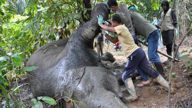 Gajah Sumatera (Elephas Maximus Sumatresnsis) 