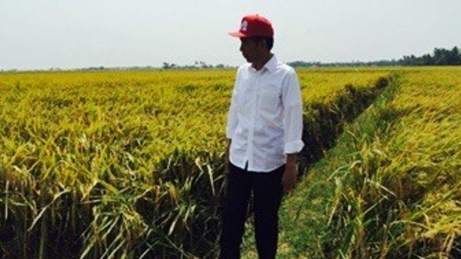 Presiden Joko Widodo meninjau panen di Cikarang