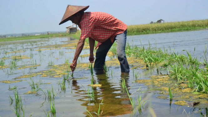 Sawah di pesisir pantai Watu Pecak terendam air laut