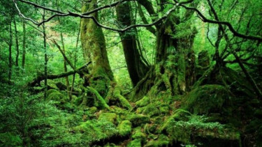 Yakushima
