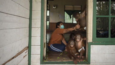dampak asap terhadap orangutan