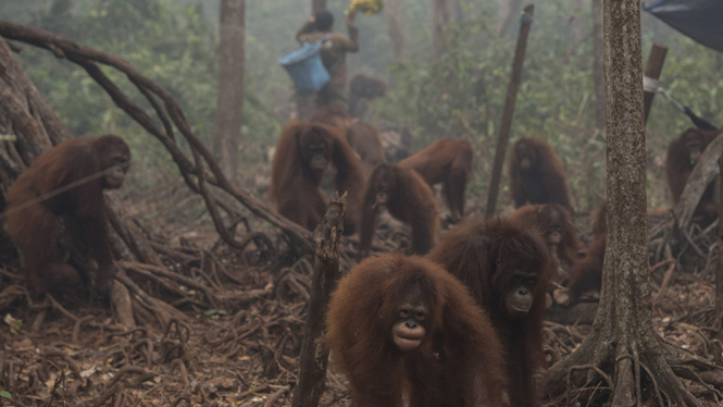 dampak asap terhadap orangutan