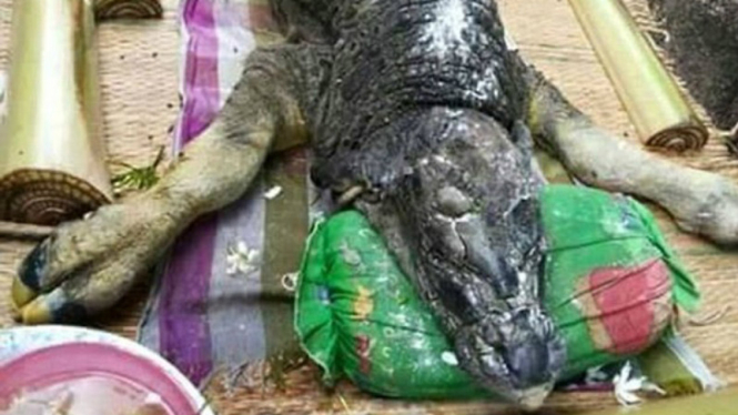 Kerbau berkepala buaya di Thailand