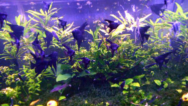 Ikan Setan Hitam di Sea World Ancol, Jakarta Utara.