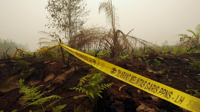 Kebakaran lahan di Jambi