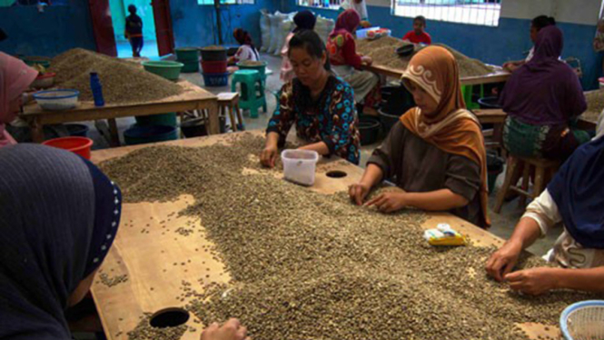Kopi Aceh Sorot