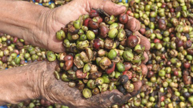 Kopi Aceh Sorot