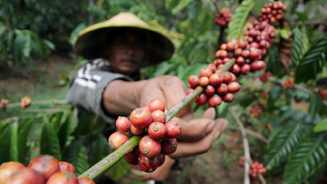 sorot kopi