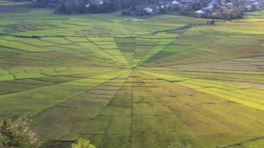 Lodok, sawah berbentuk jaring laba-laba di NTT